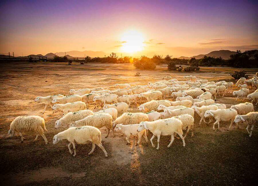 Những lưu ý khi tham quan đồng cừu An Hòa
