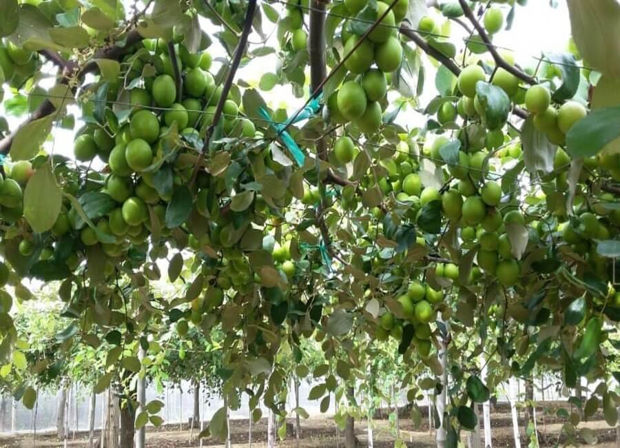 Vườn táo xanh Cường Ninh Thuận 