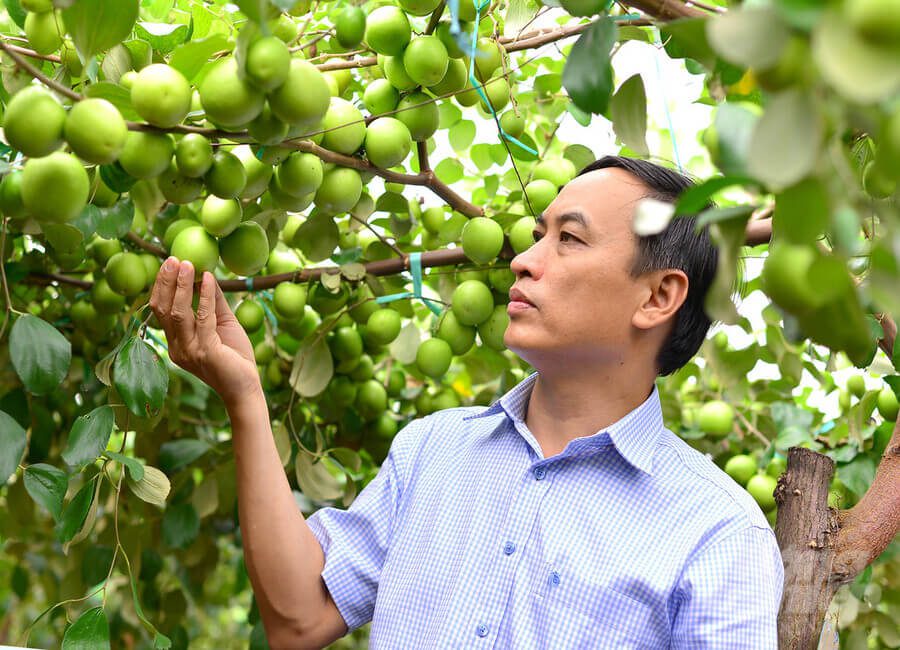Vườn táo xanh Dũng Phạm Ninh Thuận 