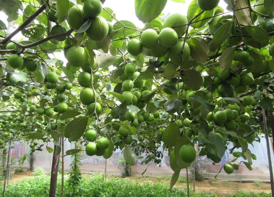 Vườn táo xanh Thu Ngô Ninh Thuận 
