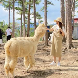 Lạc đà Alpaca tại vườn thú Zoodoo