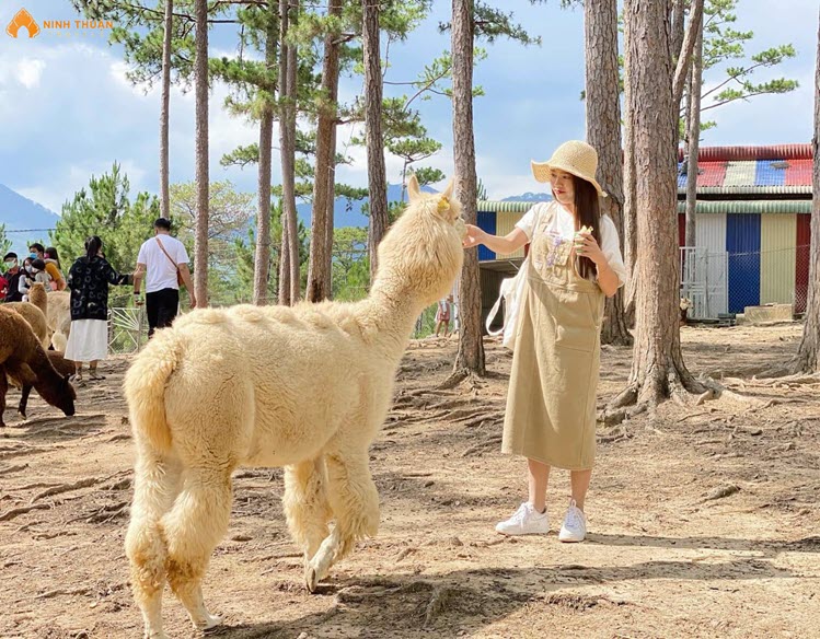 Lạc đà Alpaca tại vườn thú Zoodoo