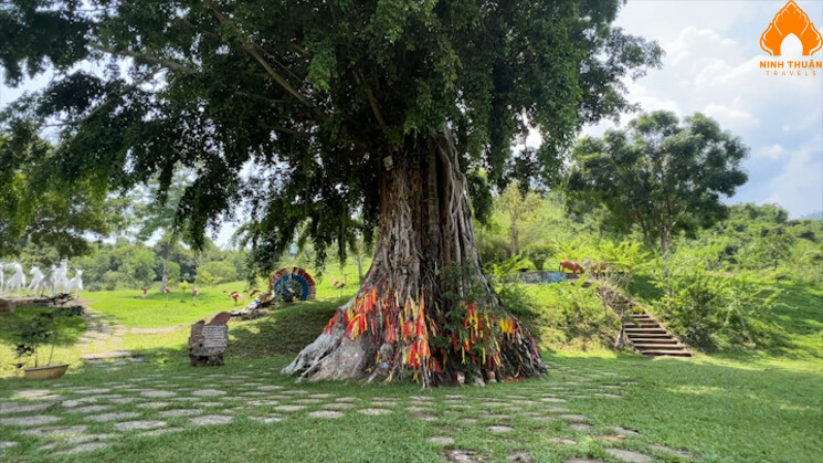 Tham quan cây mộc thần 500 tuổi huyền bí tại Nha Trang