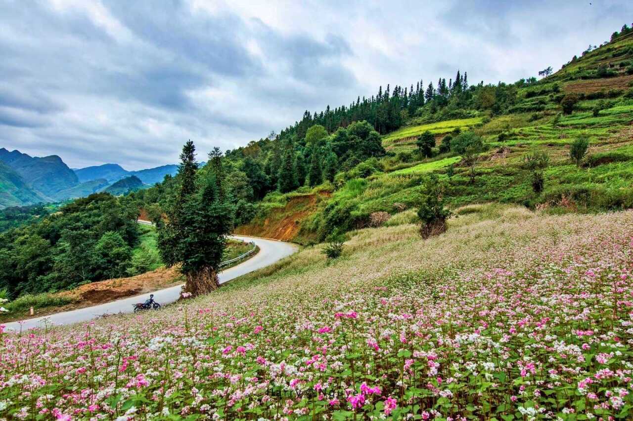 Tam giác mạch ở Đèo Mã Pí Lèng 