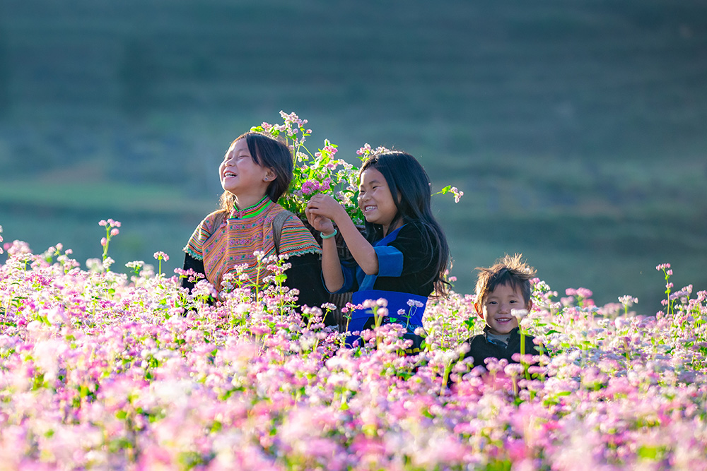  Các em bé Hà Giang gây thương nhớ với hoa tam giác mạch