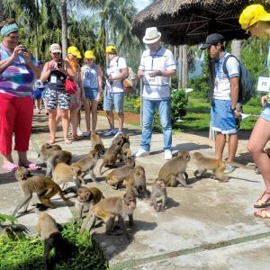 Vui đùa với những chú khỉ trên đảo