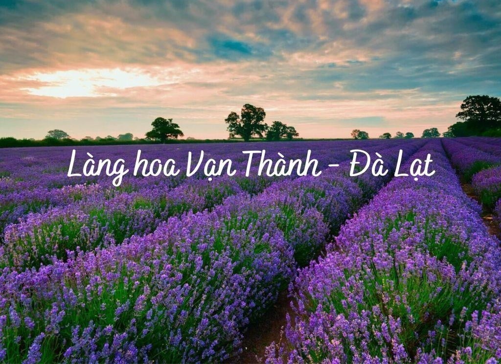 Làng Hoa Vạn Thành Đà Lạt – Vườn Địa Đàng Trong Mơ