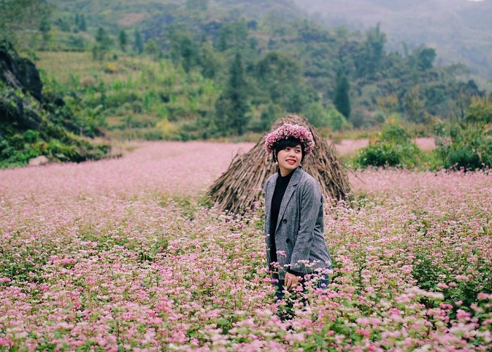 Cánh đồng hoa tam giác mạch Hoàng Su Phì