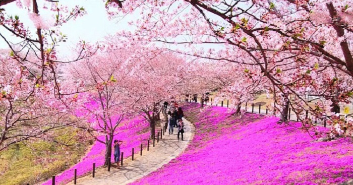 Chiêm ngưỡng vẻ đẹp của hoa anh đào