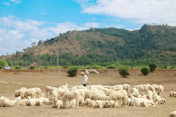 Đồi cừu Suối Nghệ Vũng Tàu