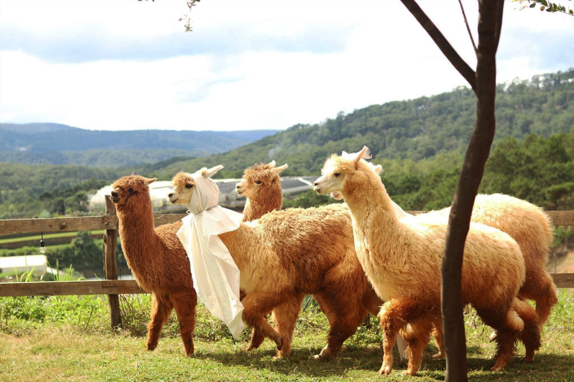 Đàn lạc đà Alpaca hóa trang Halloween