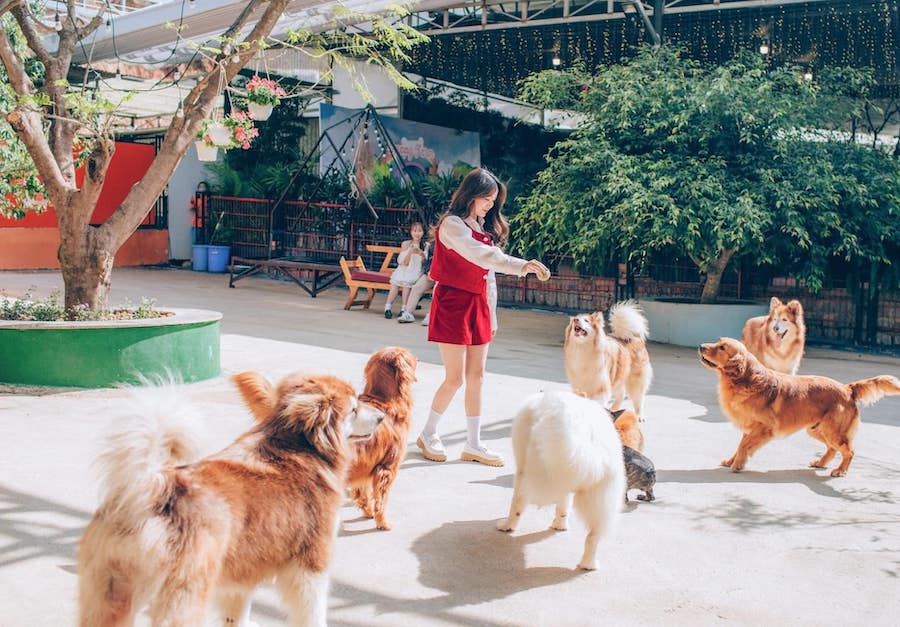 Nông trại cún Puppy Farm