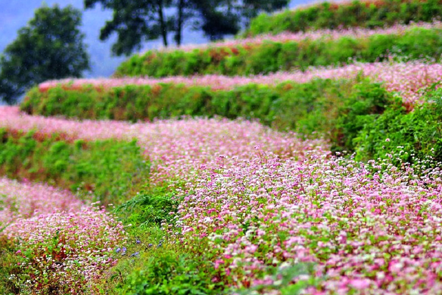 Hoa tam giác mạch Hà Giang - Ninh Thuận Travel